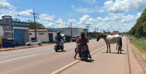 Animales sueltos desfilan sobre la ruta PY05 y ponen en riesgo a conductores en Concepción