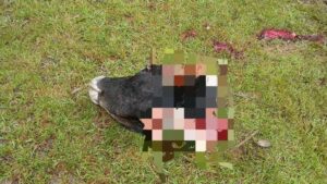 Nuevo hecho de abigeato golpea a poblador rural de Loreto