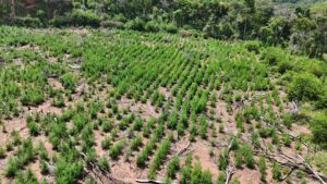 SENAD destruye 15 toneladas de marihuana y campamentos narcos en Concepción