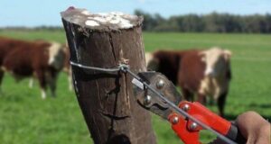 Dos casos de abigeato se registraron en Concepción y Horqueta durante el fin de semana