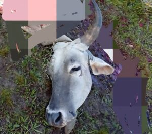 Nuevo caso de abigeato en Costa Florida, distrito de Loreto