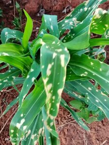 Vecinos denuncian fumigación de sojal y exigen intervención de la Fiscalía del Ambiente