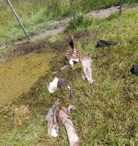 Denuncian abigeato tras faenamiento clandestino de una vaquilla en Arroyito