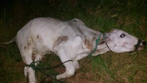 Recuperan torito robado y hallan evidencia tras intento de abigeato en Jhugua Poi