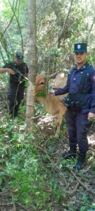 Recuperan vaca robada en Paso Horqueta tras rastrillaje policial