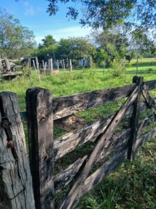 Denuncian la desaparición de cuatro animales vacunos en Loreto