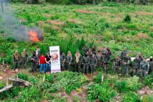 Erradican más de 96 mil kilos de marihuana en operativo en Concepción