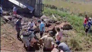 Más de mil personas faenaron ganado tras vuelco de un camión en Caapucú