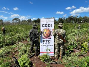 Operativo “Escudo Guaraní” destruye 60 toneladas de marihuana en Amambay