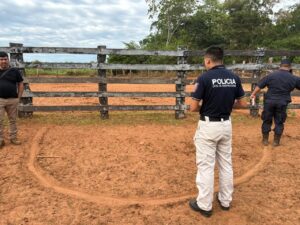 Violento asalto en Tacuatí: roban 40 vacunos y carga habría ido hacia Concepción
