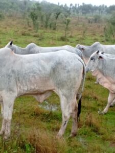 Encuentran en Horqueta, animales robados tras violento asalto en estancia de Tacuatí
