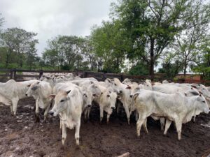 Recuperan 32 de 40 vacunos robados en asalto