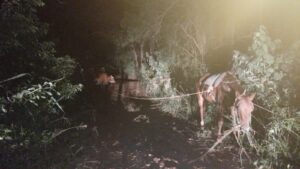 Incautan animales presuntamente robados en Paso Horqueta