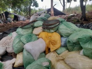 Incautan más de 10 toneladas de marihuana en operativo antidrogas en Concepción
