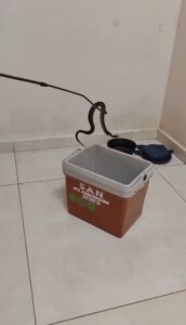 Rescatan dos serpientes yarará en una vivienda particular