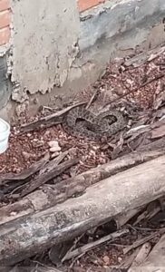 Rescatan otra yarará en una vivienda de Concepción