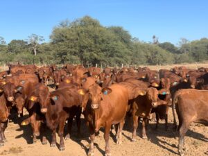 Ganadero denuncia millonaria estafa tras falsa venta de animales en Horqueta