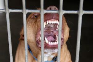 Pitbull ataca a su dueño y deja un herido grave en Ciudad del Este