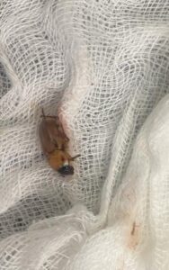 Extraen insecto del oído en la USF San Alfredo