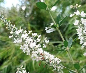 Paraguayos hallan gran potencial antidepresivo en una planta nativa