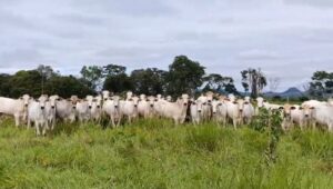 Ganadero evita millonaria estafa tras detectar esquema fraudulento en Yby Ya’ú