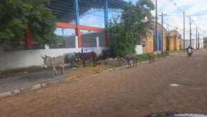 Cinco burros recorren las calles de Concepción