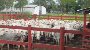 13 vacunos retenidos en control de Colcat podrían ser sacrificados.
