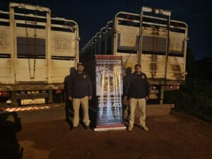 Incautan tres camiones con 150 vacunos de dudosa procedencia en Concepción