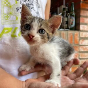 Pro Animal busca voluntarios para fortalecer rescates y atención en refugio