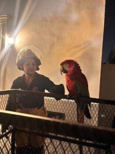 Bomberos rescatan una guacamaya en inmediaciones de la Gobernación de Concepción
