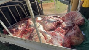 Fiscalía devolvió cargamento de carne tras acreditarse su procedencia legal en Horqueta