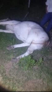 Productor recupera su vaca tras presunto hecho de abigeato en Loreto