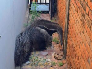 Oso hormiguero fue rescatado por bomberos tras ingresar a una vivienda en pleno centro de Concepción