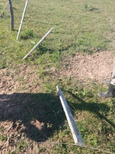 Dos vaquillas fueron hurtadas de una granja en Horqueta