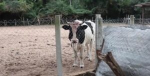 Capataz de 78 años fallece tras presunto ataque de un toro en Pirayú