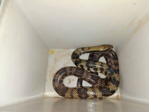 Bomberos rescatan una serpiente ñacaniná en el barrio Villa Alta