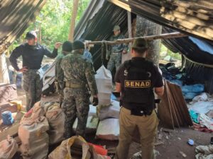 SENAD destruye más de 4 toneladas de marihuana en operativo realizado en Yby Yaú