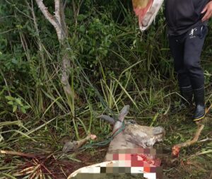 Cuatreros faenan la vaca de una pareja de adultos mayores en Requejo y generan indignación en la comunidad