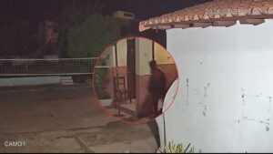 Roban víveres tras ingresar a la cocina de una escuela en Concepción