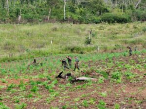 Erradican 13 hectáreas de presunta marihuana en un inmueble rural de Sargento José Félix López