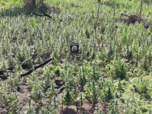 SENAD erradica 32 hectáreas de presunta marihuana en Sargento José Félix López