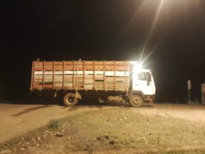 Liberan a dos fleteros, pero Fiscalía investiga a propietario de 11 vacunos incautados en Horqueta