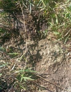 Denuncian presunto abigeato de una vaca lechera preñada en Ycuá Jhovy