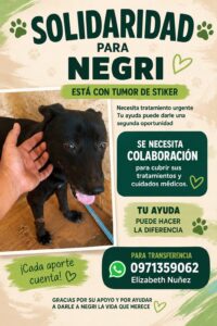Solicitan ayuda para salvar a “Negri”, un perrito con tumor de Sticker