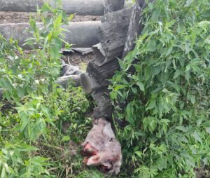 Abigeato en Laguna: delincuentes faenan una vaca preñada y abandonan restos en el lugar