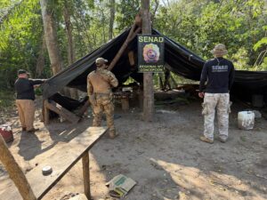 SENAD desmantela campamentos narcos y destruyen marihuana en San Carlos del Apa