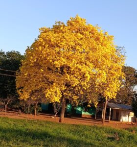 La primavera se anticipa con el florecimiento del tajy