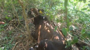 Abigeos hurtaron 3 vacunos, uno de ellos fue recuperado de un monte