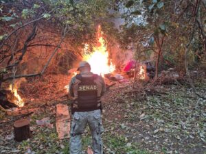 Nuevo operativo contra el narcotráfico permite destruir 20 hectáreas de marihuana