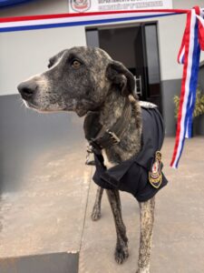 Demonio, el guardián de cuatro patas de la Comisaría 10.ª